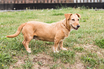 Portrait of  dachshund dog living in belgium