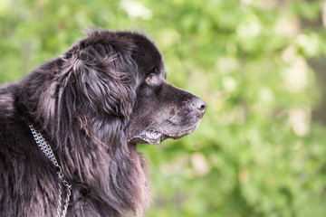 Fototapeta premium Portrait of newfoundland dog living in belgium