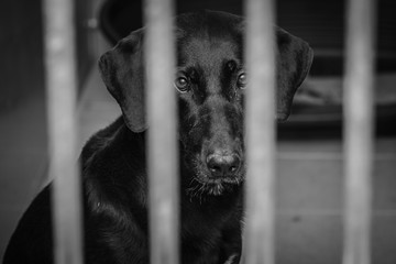 photo of caged dog in an animal shelter in belgium - 218537772