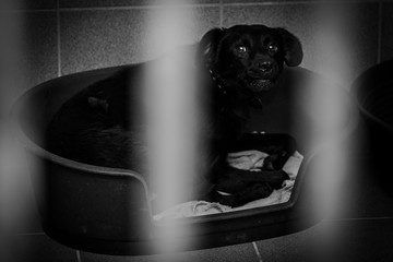 photo of caged dog in an animal shelter in belgium