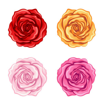 Set of roses on a white background