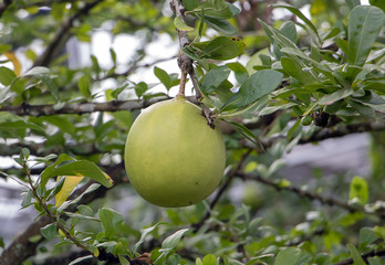 A fruits grow on suicide tree.