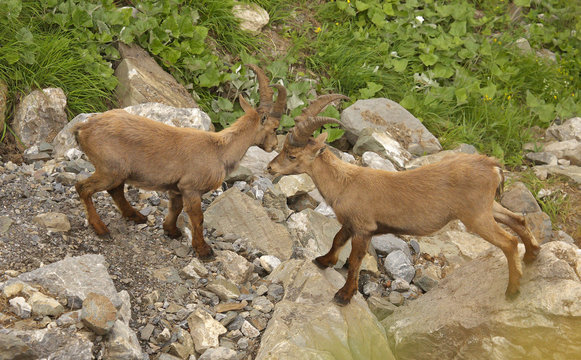 Two young males of alpine ibex, view from close-up