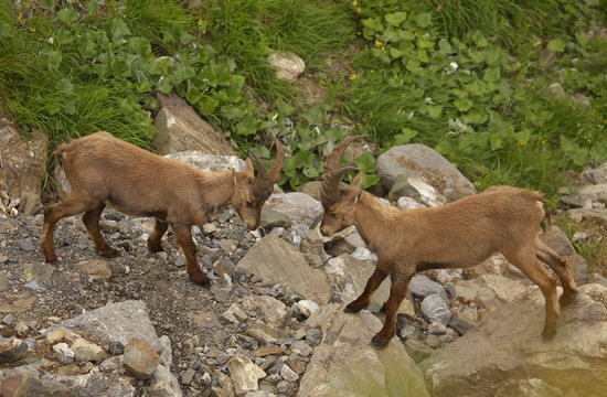 Two young males of alpine ibex, view from close-up