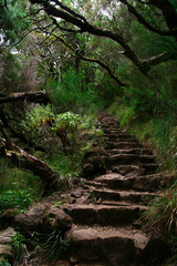 Treppe entlang einer Levada auf Madeira in Portugal