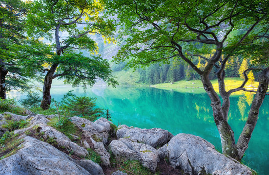 Fototapeta Forest and lake in the Switzerland mountain valley. Tree and water. Natural landscape in the Swotzerland at the summer time.