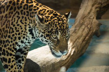 Fototapeta na wymiar View of leopard