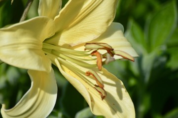 Obraz premium Tulsa 24d9