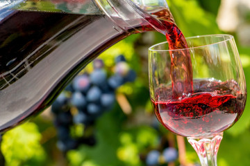 Red wine flows from the jar into the glass, on a background of blue grapes on a vineyard. Pour the wine into the wine glass.