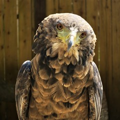 Golden Eagle, United Kingdom