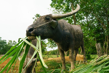 Wildlife Buffalo muddy body eatting grass.