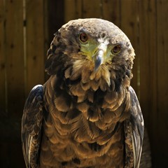 Golden Eagle, United Kingdom