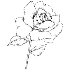 Rose flower in a vector style isolated. Full name of the plant: rose. Vector flower for background, texture, wrapper pattern, frame or border.