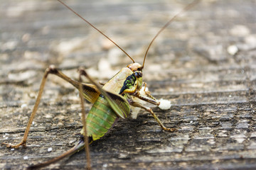 A large green grasshopper eating on an old tree