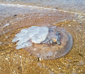 Dead jellyfish in shallow water. Jellyfish Rhizostoma root rope, thrown to the shore of the sea. Dead jellyfish