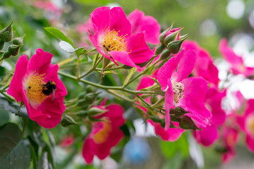 pollination in pink flower by bee