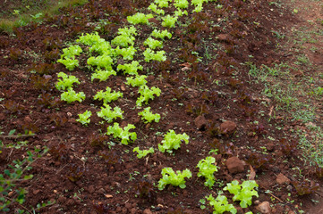 Rows of fresh Salad plantation nursery and vegetable of familiar agriculture at countryside in Thailand