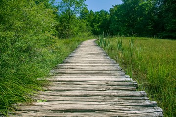 wooden bridge in the forest