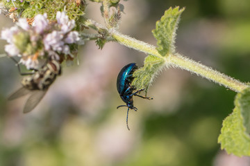 blattkäfer