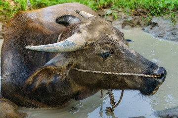 Wildlife Buffalo muddy body in muddy place
