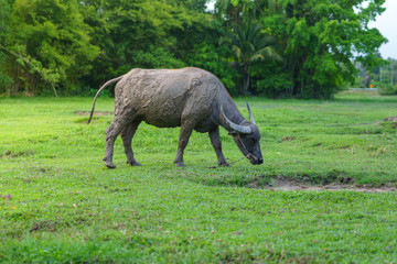 Fototapeta premium Wildlife Buffalo muddy body