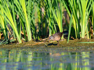 Virginia Rail  Foraging