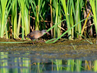 Virginia Rail  Walking