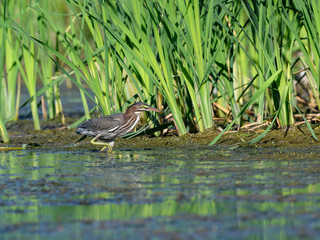 Green Heron Walking in the Reeds