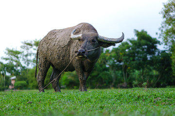 Obraz premium Wildlife Buffalo muddy body