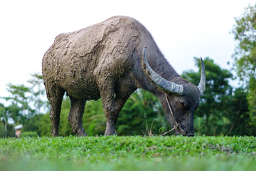 Obraz premium Wildlife Buffalo muddy body