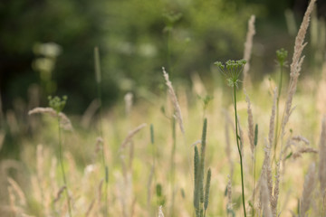 grass background 2