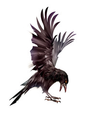 painted bird raven on side on white background