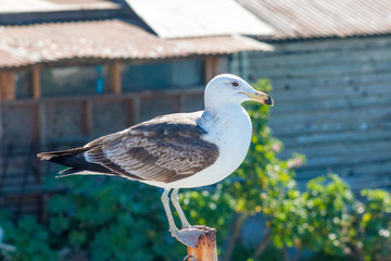 Gaviota observando el mar