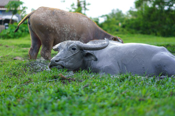 Obraz premium Wildlife Buffalo muddy body