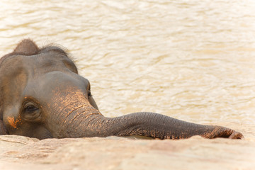 Little elephant bathes in the river