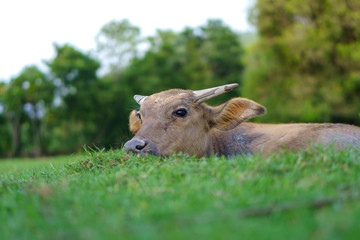 Fototapeta premium Wildlife Buffalo muddy body