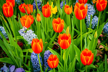 Wild Desert Flowers and Garden Flowers from all over the USA.  