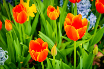 Wild Desert Flowers and Garden Flowers from all over the USA.  