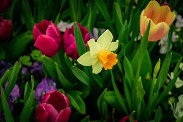 Wild Desert Flowers and Garden Flowers from all over the USA.  