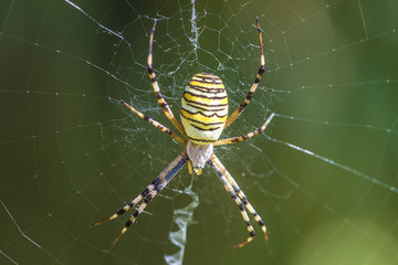 Yellow and black spider in his spider web on natural light outdoors