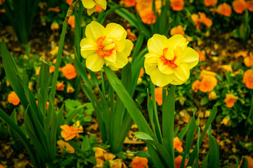 Wild Desert Flowers and Garden Flowers from all over the USA.