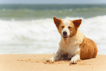 Dog lying on the sand.