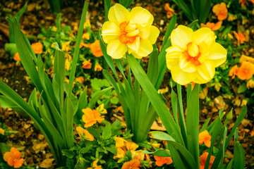 Wild Desert Flowers and Garden Flowers from all over the USA.  