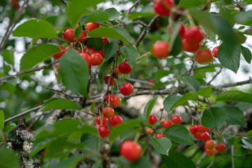 Cherry picking season, red cherries natural