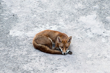 Renard Londres