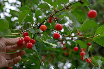 Obraz premium Cherry picking season, red cherries natural