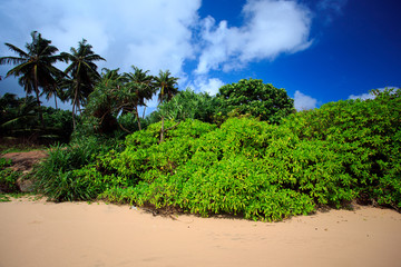 Fototapeta na wymiar Untouched tropical beach of Sri-lanka