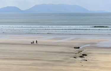 Dog Walking Along Beach