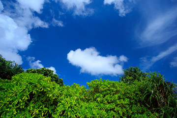 Untouched tropical beach of Sri-lanka