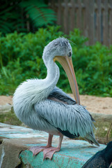 Pelikan, Portrait von der Seite